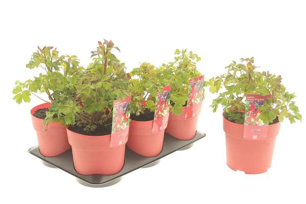 Picture of Aquilegia red and white