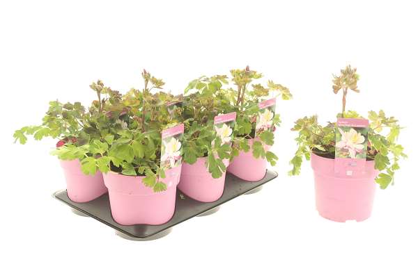 Picture of Aquilegia rose and ivory