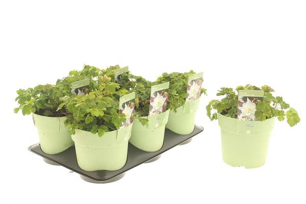 Picture of Aquilegia spring magic white