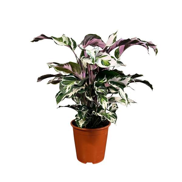 Picture of Calathea stella