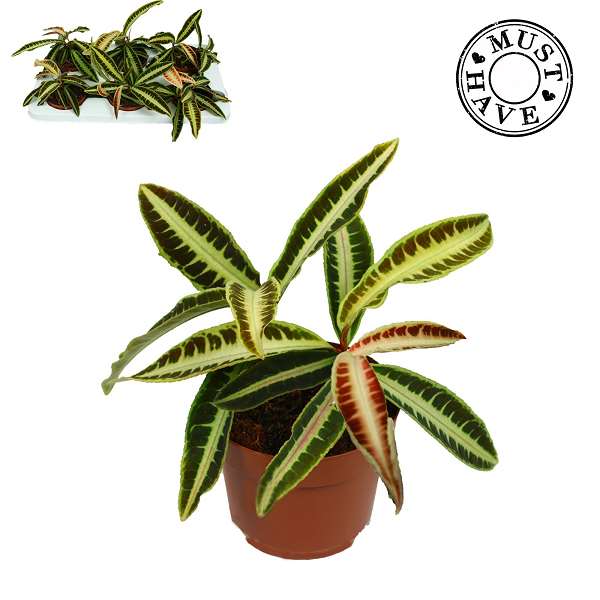 Picture of Labisia obtusifolia jabi