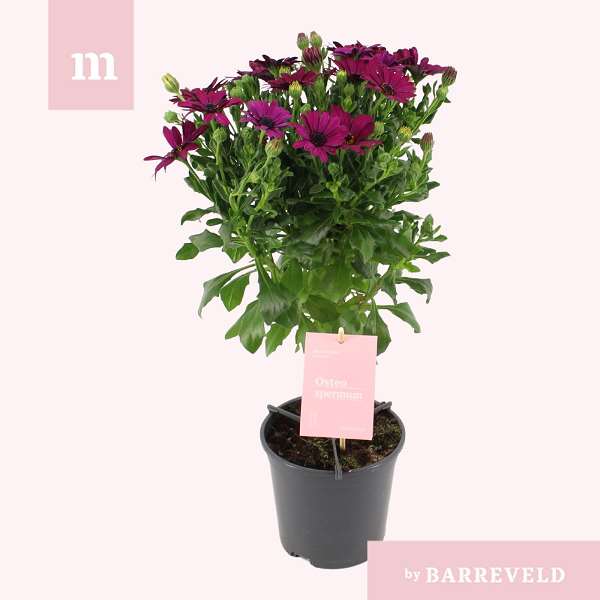 Picture of Osteospermum on stem violet