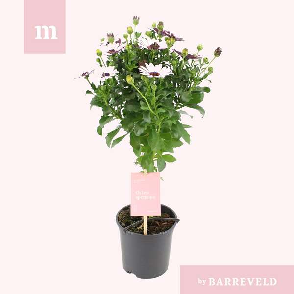 Picture of Osteospermum on stem white