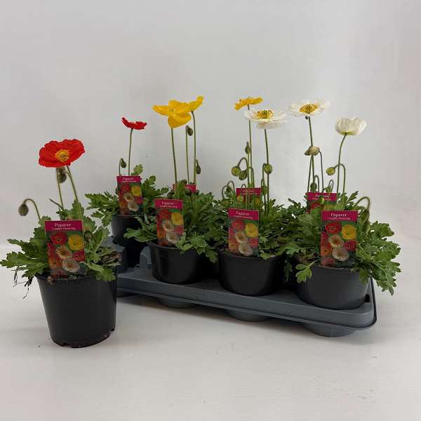 Picture of Papaver nudicaule