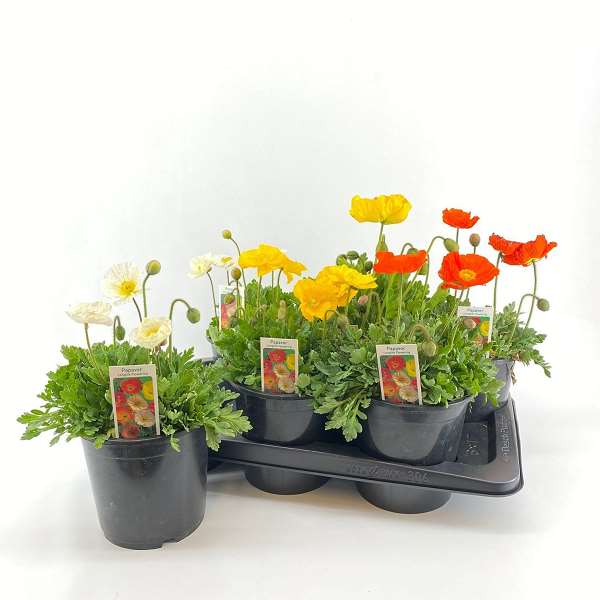 Picture of Papaver nudicaule