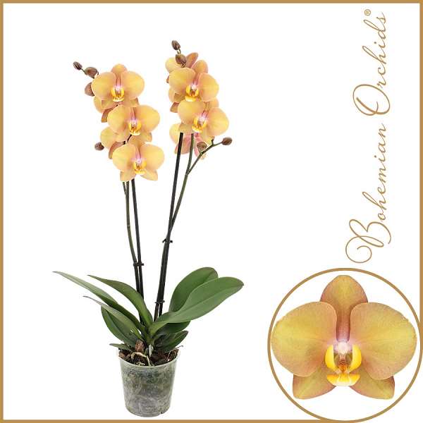 Picture of Phalaenopsis 02-stem dante