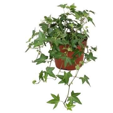 Picture of Hedera helix diny