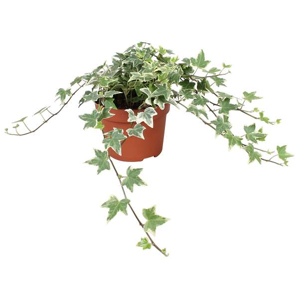 Picture of Hedera helix eva