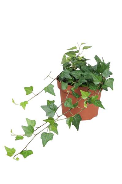 Picture of Hedera helix lady kay