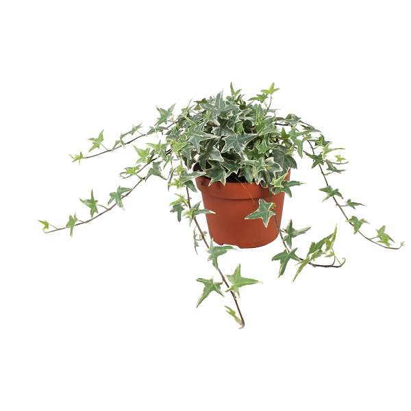 Picture of Hedera helix mona lisa