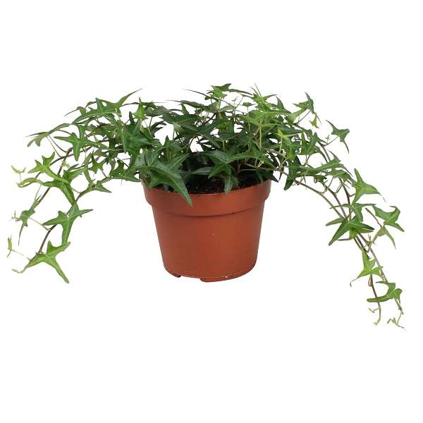 Picture of Hedera helix sagittaefolia