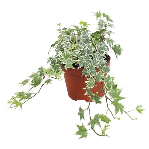 Picture of Hedera helix white ripple