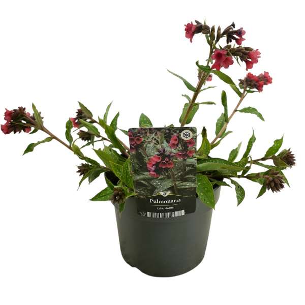 Picture of Pulmonaria lisa marie