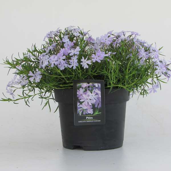 Picture of Phlox subulata fabulous white light rose