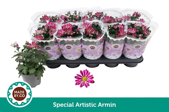 Picture of Chrysanthemum 03pp special artistic armin
