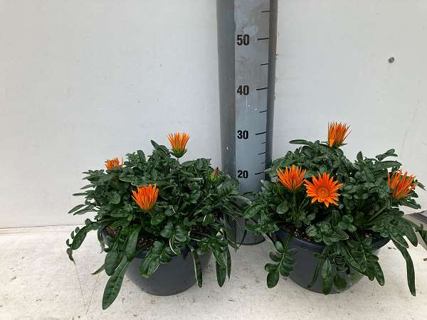 Picture of Gazania giant orange bowl
