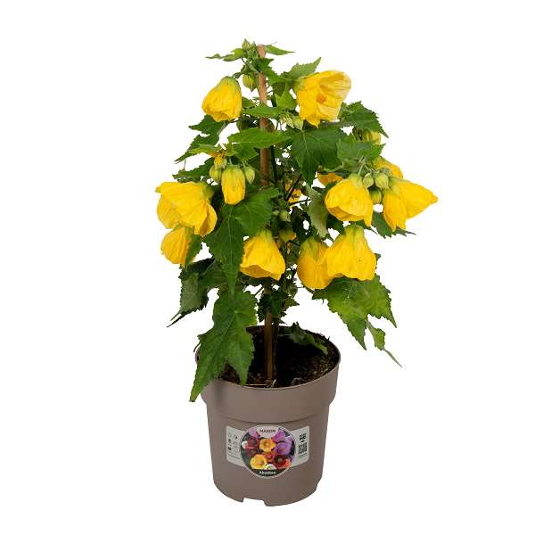 Picture of Abutilon yellow