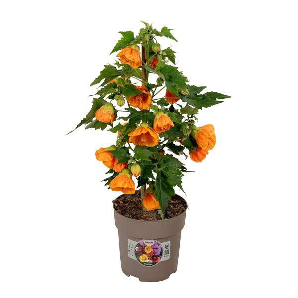 Picture of Abutilon oranje