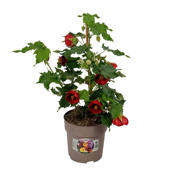 Picture of Abutilon red