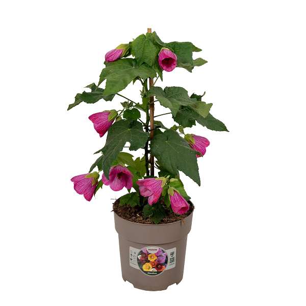 Picture of Abutilon pink