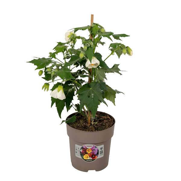 Picture of Abutilon white
