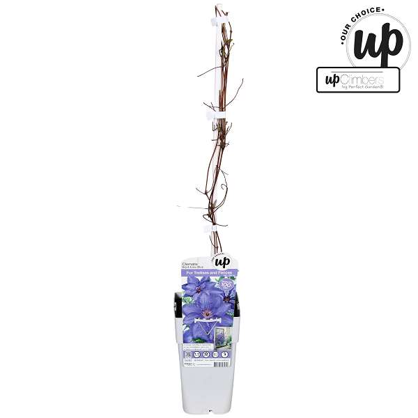 Picture of Clematis big and easy blue lindsay