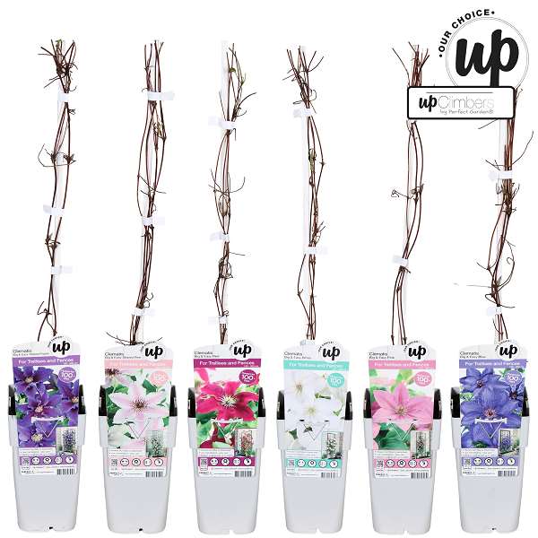 Picture of Clematis big and easy mix