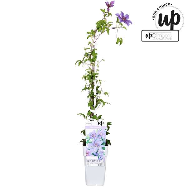 Picture of Clematis big and easy purple tumaini