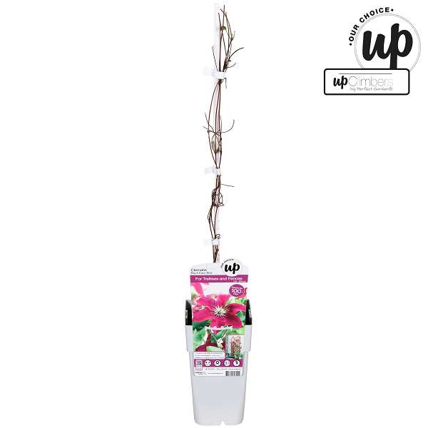 Picture of Clematis big and easy red elpis