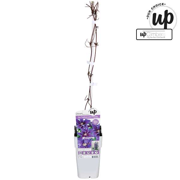 Picture of Clematis big and easy striped purple