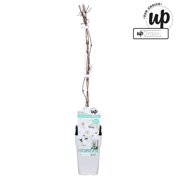 Picture of Clematis big and easy white