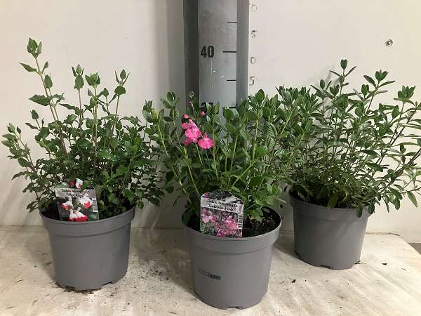 Picture of Salvia mccrophilla mix