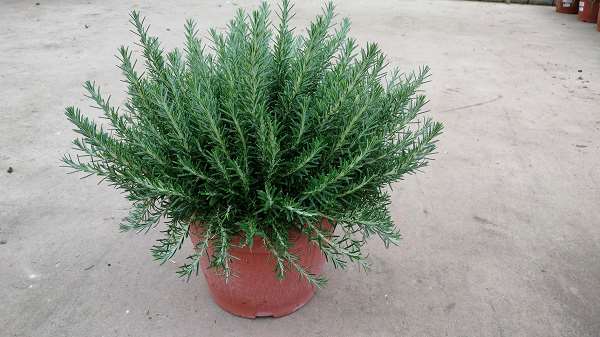 Picture of Salvia rosmarinus prostratus