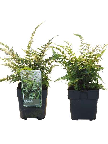 Picture of Athyrium metalicum