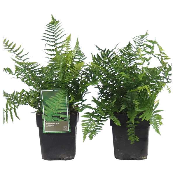 Picture of Dryopteris affinis