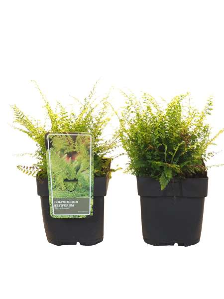 Picture of Polystichum setiferum herrenhausen