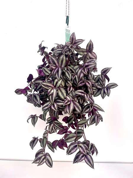 Picture of Tradescantia zebrina hanging basket