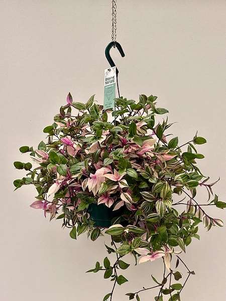 Picture of Tradescantia tricolor hangpot