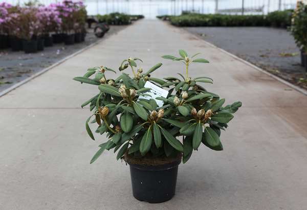 Picture of Rhododendron yakushimanum porzellan