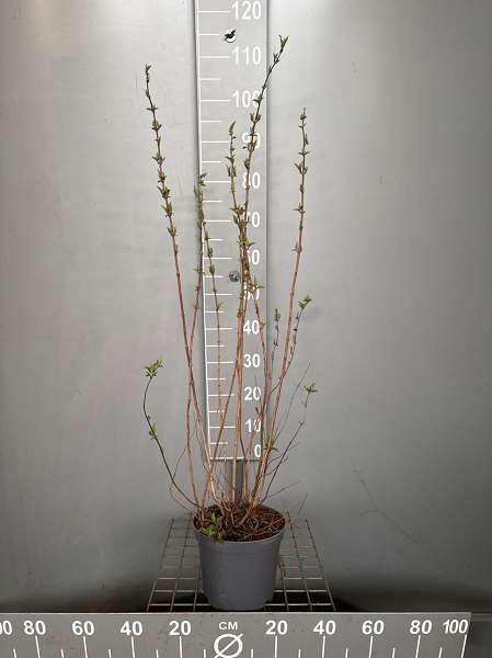 Picture of Deutzia magnifica