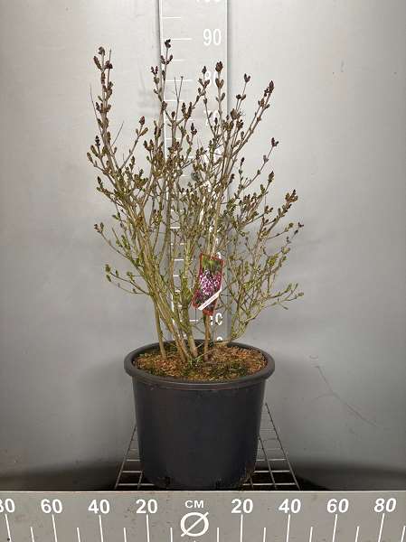 Picture of Syringa meyeri palibin