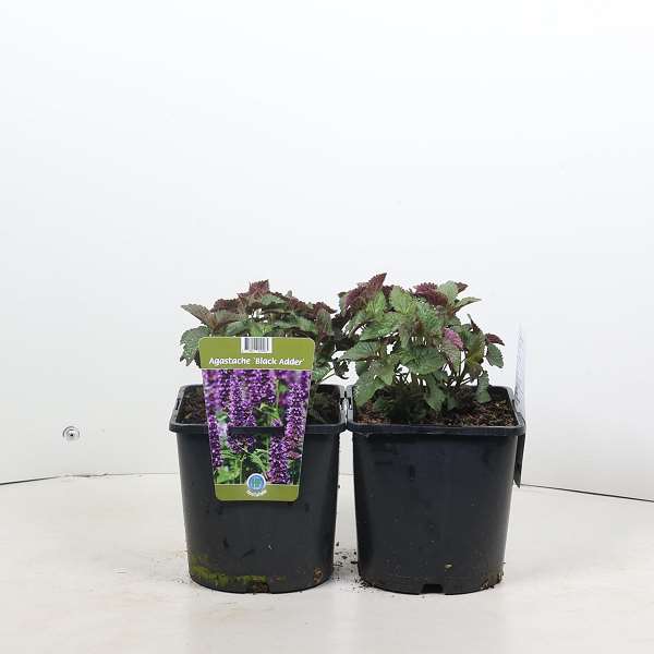 Picture of Agastache black adder