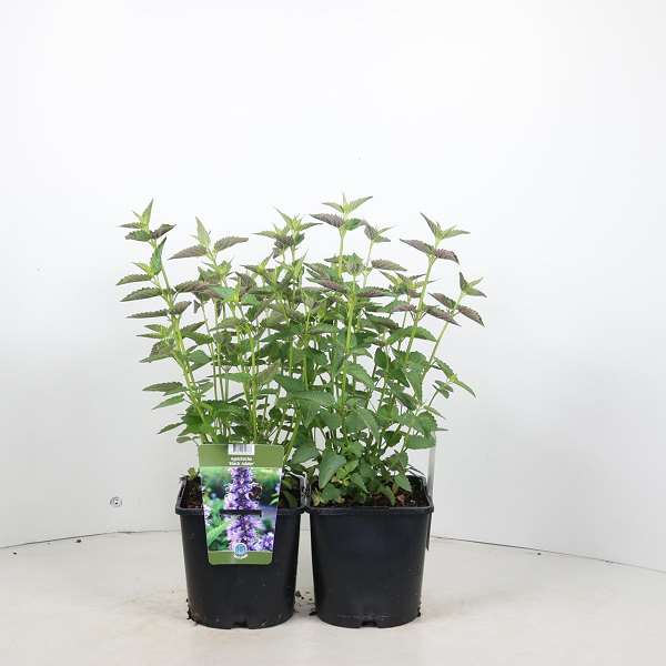 Picture of Agastache black adder