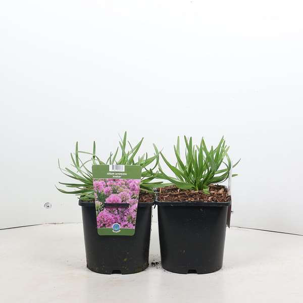 Picture of Allium avatar