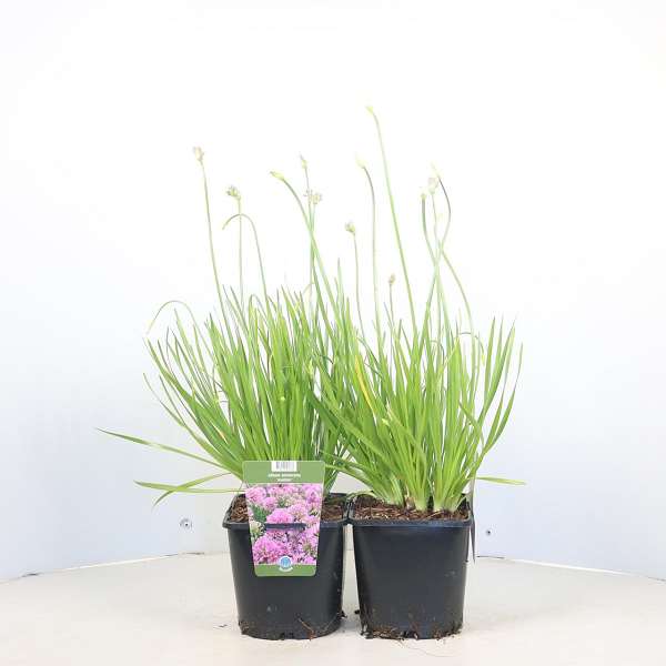 Picture of Allium avatar