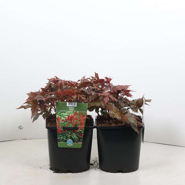 Picture of Astilbe arendsii fanal