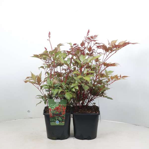 Picture of Astilbe arendsii fanal