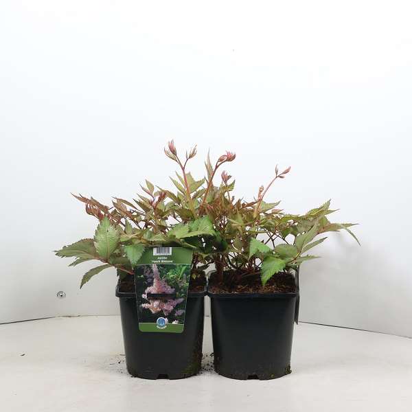 Picture of Astilbe japonica peach blossom