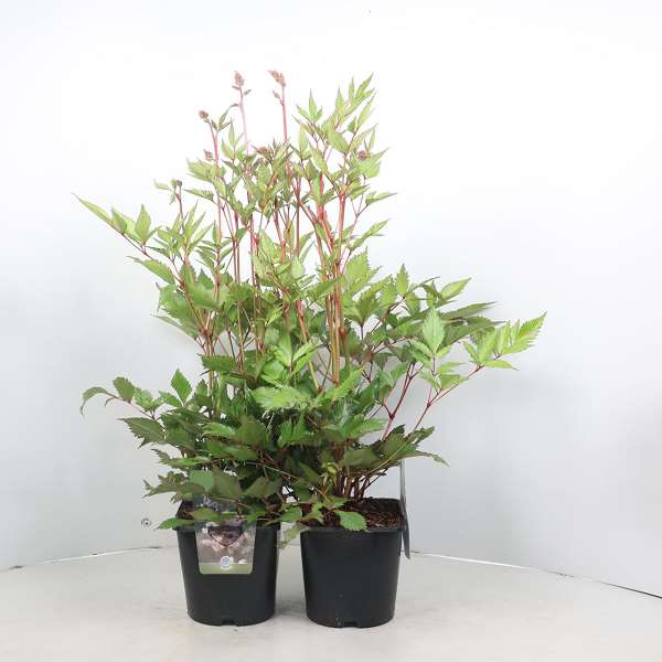 Picture of Astilbe japonica peach blossom