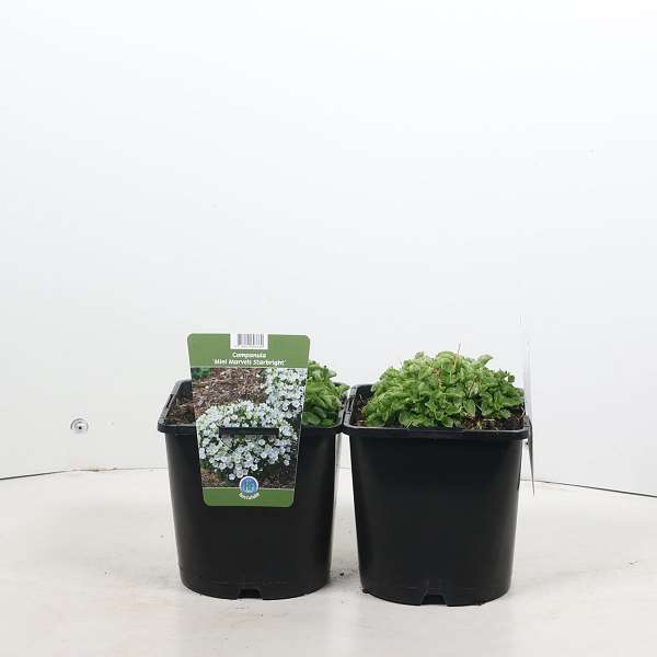 Picture of Campanula mini marvels starbright